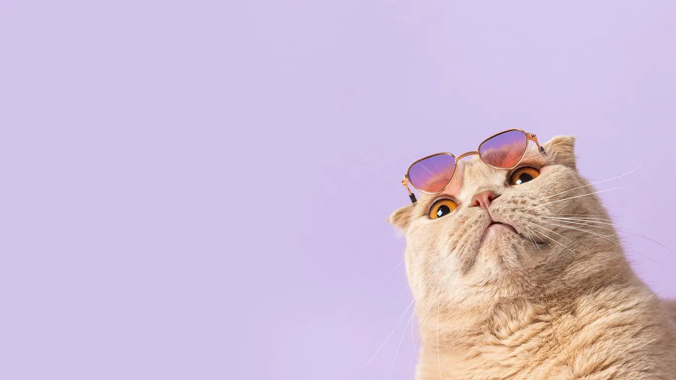 Kat met een zonnebril op